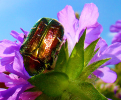 rosenkäfer ....