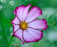 cosmos