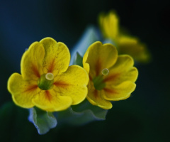 Happy Image XLIII
