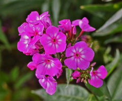 Happy Image XLIV