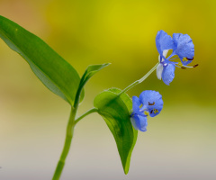  wild flower