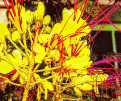 colourful contrast...