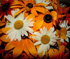 blumenstrauss...