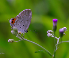 Mini Butterfly.
