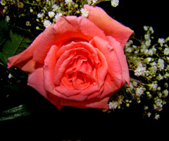 rose .....
