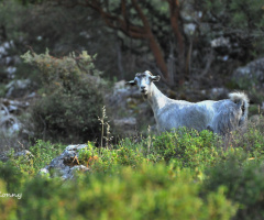 encounter in the mountains
