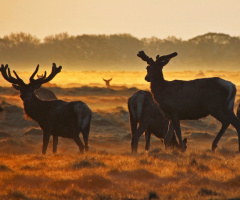 Summer Dawn On The Plain