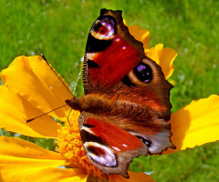 . schmetterling ......