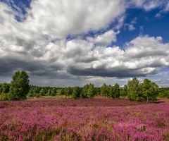 Lüneburg Heath near by Hermannsburg