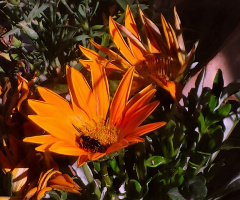 Flaming Beauties