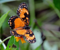 Orange Butterfly