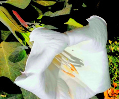 Poisonous Beauty