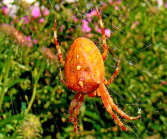 spinne ..
