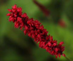 Red And Green