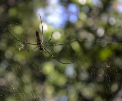 Giant Wood Spider / Nephila pilipes