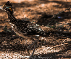 An Arizona Yard Bird  aka  Road Runner     8/16