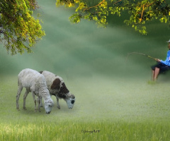 Shepherd