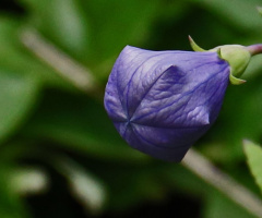 Close up