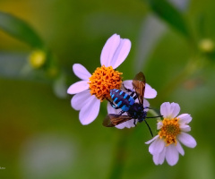 Blue Bee