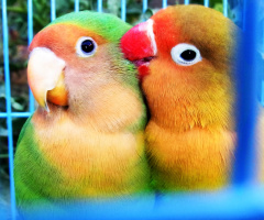 Love