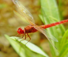 Red dragon fly