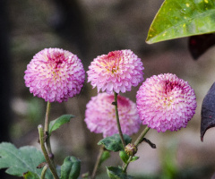 Chrysanthemum