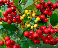 beeren ,