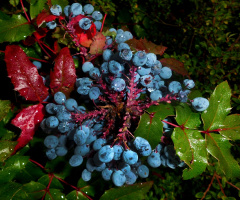 herbst