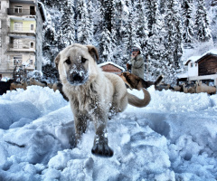 köpekler...
