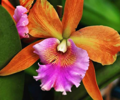 Colors Orchids