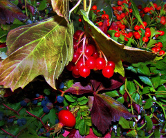 herbst.