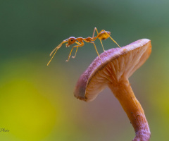 Above fungus