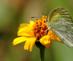 Pieris brassicae