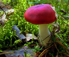 pilz,