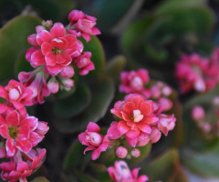 Kalanchoe blossfeldiana