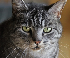 Mitzi