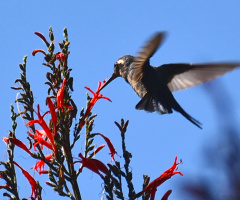 Hummingbird