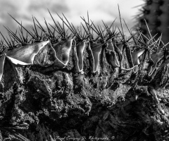 Dried Saguaro Cactus