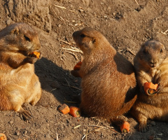 Black -tailed praire dogs