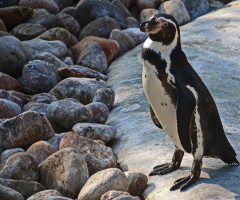 A penguin moment