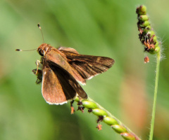 Mini Lepidoptera