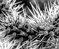 Sonoran Desert Spikes