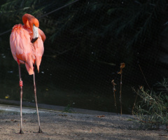 Flamingo