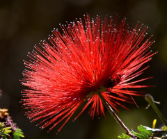 Caliandra red