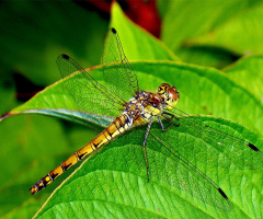 libelle