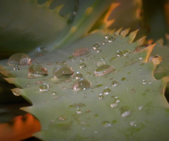 Aloe vera