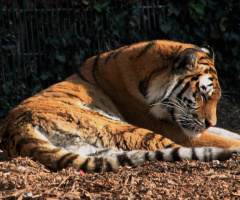 Amur Tiger 