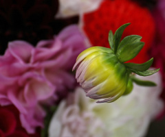 Sweet colors