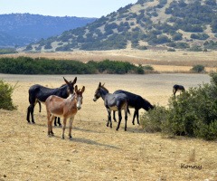 help make this world a fairer place for all animal