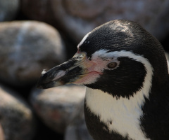 Sweet Penguin 